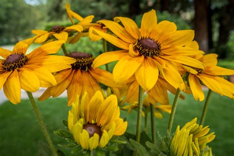 Echibeckia - The Blissful Gardeners