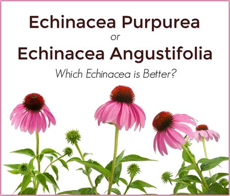 Echinacea angustifolia vs echinacea purpurea. Things To Know About Echinacea angustifolia vs echinacea purpurea. 