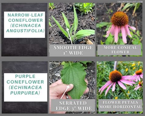 Echinacea angustifolia vs purpurea. These include; Echinacea purpurea (broad leaved or common purple coneflower), E. angustifolia (narrow leaved purple coneflower) and E. pallida (pale purple coneflower). The most easily cultivated of the three is E. purpurea making it the most widely used today, it is also popular because all parts of the plant can be used (leaf, flower, seed ... 