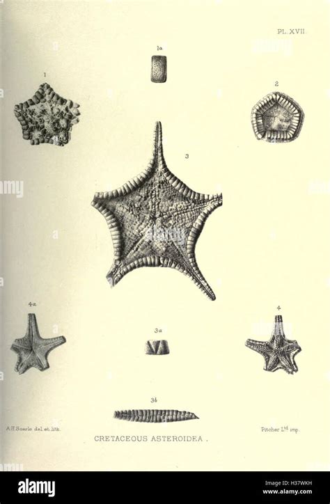 Echinoderms Keys And Notes For The Identification Of British Species