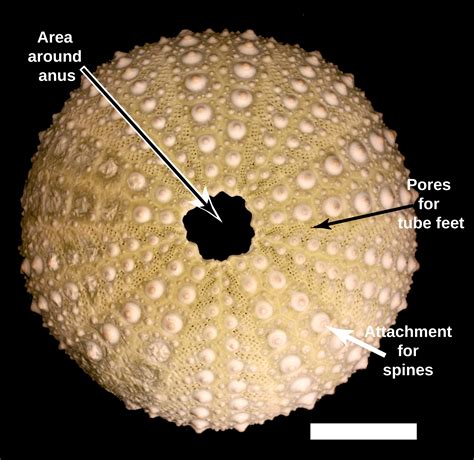 Previous phylogenetic analyses of echinoids have either examined specific subgroups in detail or have looked at a relatively small number of taxa selected from .... 