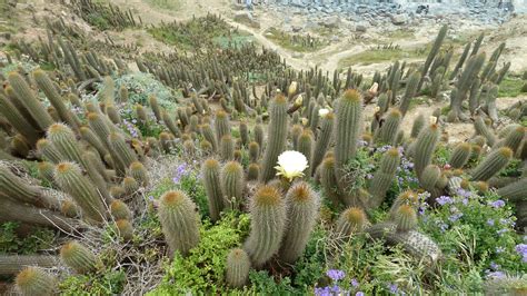 Echinopsis bolligeriana · iNaturalist