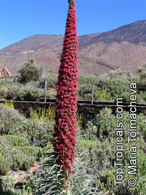 Echium wildpretii, Tower of Jewels - TopTropicals