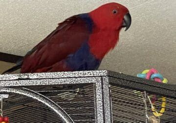 Eclectus Parrot for Sale - Latest Pet Ads Petclassifieds.com