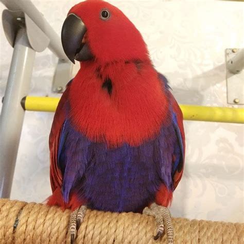  This Female Red Sided Eclectus is so sweet and hand tamed. We have been breeding Eclectus parrots exclusively for over 30 years. The babies are lovingly hand-fed until naturally weaned. We spend time with them to make sure they are well socialized. She is on a healthy diet of organic pellets and vegetables. Please call us to reserve your baby. 404-321-4488 Current video & photos available upon ... . 