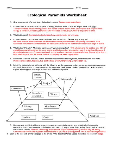 Ecological Pyramids Worksheet Answer Key