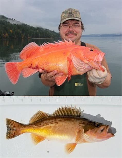 Ecological Research on Rockfishes in Puget Sound NOAA Fisheries