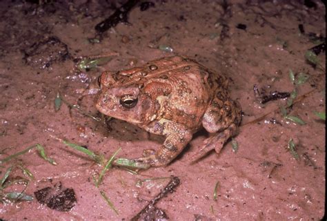 Ecologists want you to eat invasive frogs, but Texas frogging laws are stricter than you might think