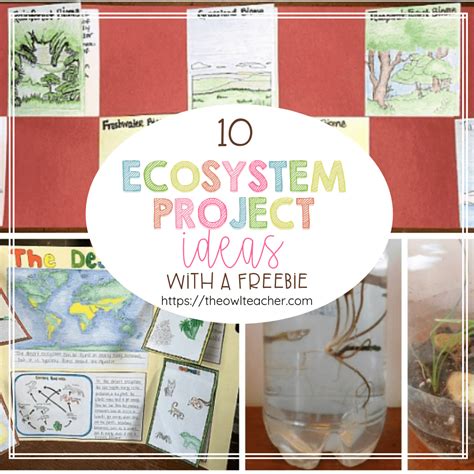 Ecology Project Teaching Resources TPT