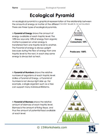 Ecology Pyramid Worksheet