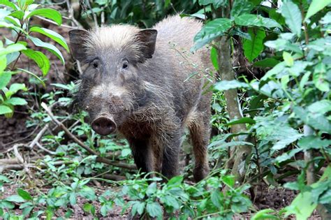 Ecology and conservation of the endemic Bawean warty pig