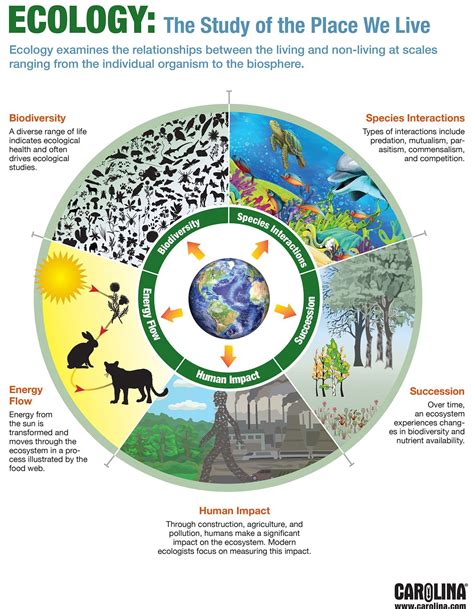 Ecology and the environment a look at ecosystems of the world teachers manual. - Sistemas de transporte urbano en ciudades pequeñas y medianas.