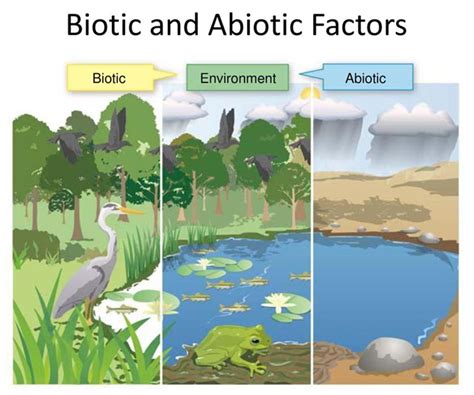 Ecosystem Relations: Abiotic and Biotic Relationships