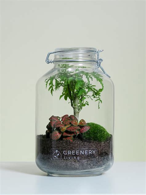 Ecosystem in a Jar - Etsy