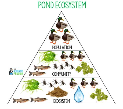 Ecosystems Ecology Quiz - Quizizz