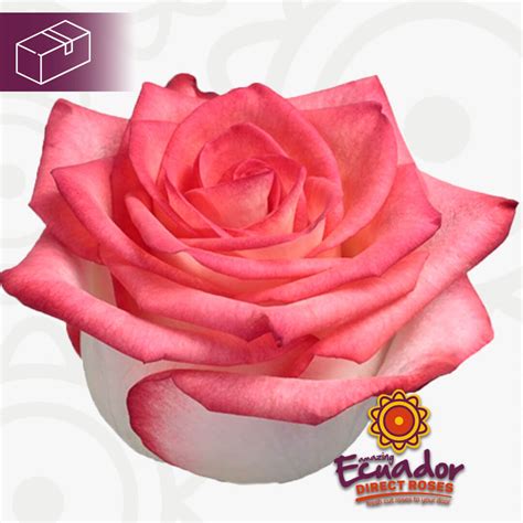 Ecuador direct roses. The Coral Reef Rose, a symphony of soft peach and striking coral tones, blossoms to its full potential under the watchful care of Ecuador Direct Roses. Paired with the purity of white lilies, the cheerful presence of yellow gerberas, and the subtle elegance of eucalyptus, it creates an ensemble that is nothing short of breathtaking. 