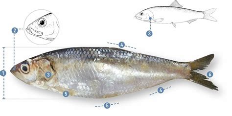 Edad y crecimiento de la sardina común (clupea (strangomera) bentincki) en coquimbo y talcahuano. - Samsung syncmaster 400uxn service manual repair guide.