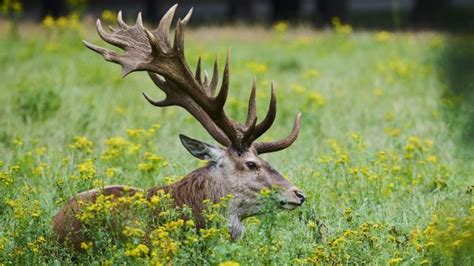 Edelhert Hubertus voorgeschoteld én tentoongesteld in de Veluwe