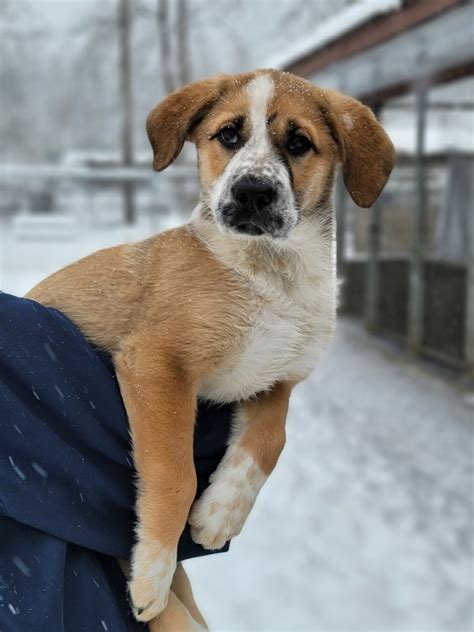 Eden, a Saint Bernard Mix in Salmon Arm, BC - Petfinder