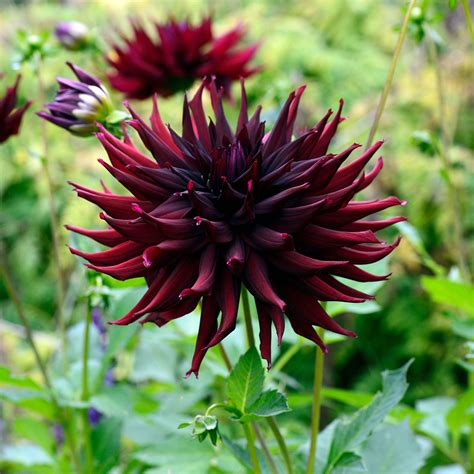 Eden brothers dahlias. Free Shipping on Orders $79+ with Code: FSHIP7279 Search our online catalog. Flower Bulbs 