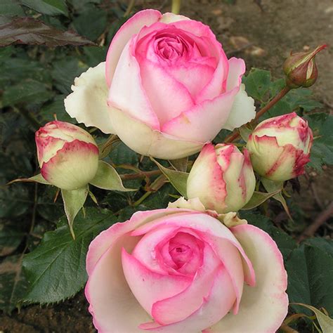 Eden rose 88 Eden Rose Climbing Roses Lightly Fragrant  