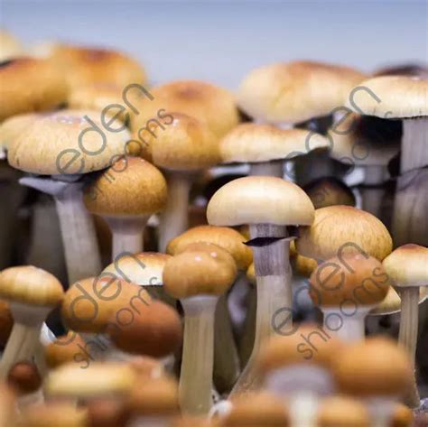 Shrooms can take up to an hour or two hours before they start taking effect. The first thing people usually notice is the feeling of lightheadedness and euphoria. This feeling may be accompanied by closed-eye visuals like patterns of moving lines or shapes changing into different forms. These visuals will seem more intense than with other drugs..