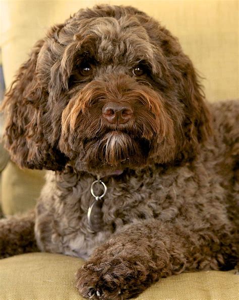 In the event you dwell in Maryland and are fascinated about getting a Labradoodle pet, you’ll find a number of breeders all through the state providing puppies on the market. Nevertheless, discovering a reliable breeder with wholesome litters will be time-consuming for some first-time house owners, so we compiled a listing of the highest .... 