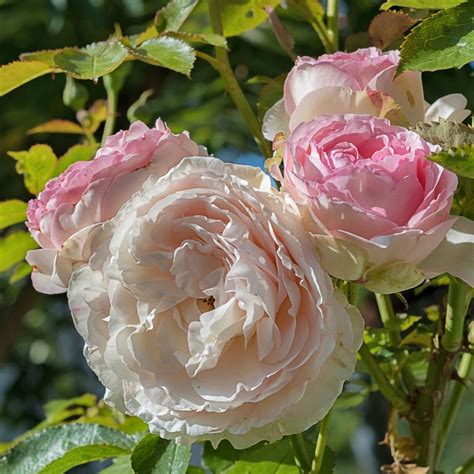 💋 [HD] Edenrose Leaked