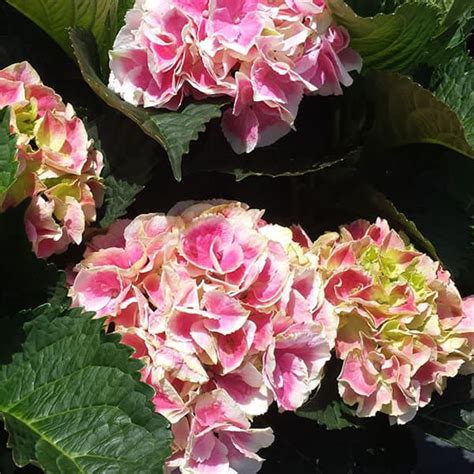 Edgy® Hearts Mophead Hydrangea - Grown By Overdevest