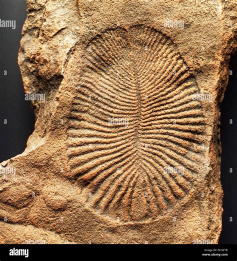 Ediacaran fossils. Things To Know About Ediacaran fossils. 