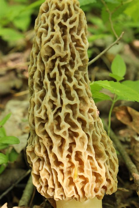 Edible mushrooms in indiana. The morel, found throughout North America, is probably the best known of the edible mushrooms. Ranging in color from black to blonde, these tasty fungi can grow to be a … 