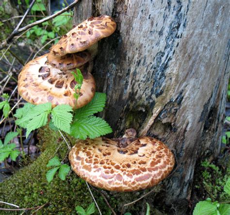 Edible mushrooms in wisconsin. Learn about 27 edible mushrooms in Wisconsin with photos and descriptions. Find out where to look, how to identify, and how to cook them. 