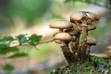 Edible mushrooms you can find in Colorado