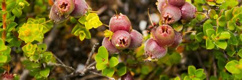 Edible native plants - Sydney Wildflower Nursery