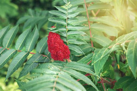 In southwestern Pennsylvania we have three common sumac species that bear pointed red fruit clusters: Staghorn sumac ( Rhus typhina ), at top, has fuzzy fruit and stems and is named “staghorn” because the fuzzy fruit spike resembles a stag’s horn in velvet. Smooth sumac ( Rhus glabra ), above, is smooth just like its name.. 