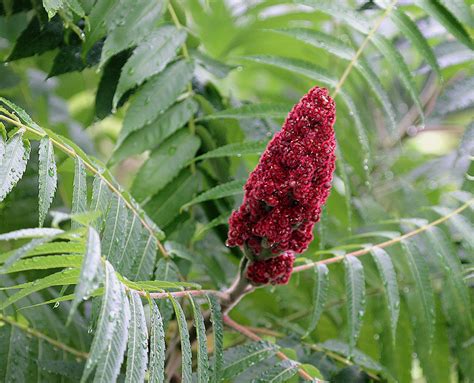 Staghorn Sumac. This is Staghorn sumac (Rhus typhina). The branches are hairy or fuzzy, like the velvet on a deer's antler. There are many varieties of edible sumac around the world. The ones we see most commonly in Pennsylvania and New Jersey are staghorn sumac, smooth sumac and winged sumac.. 