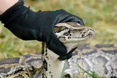 Edmonton zoo employee ‘doing well’ following Burmese python bite