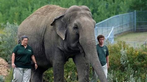 Edmonton zoo says 47-year-old Asian elephant Lucy is too sick to be moved