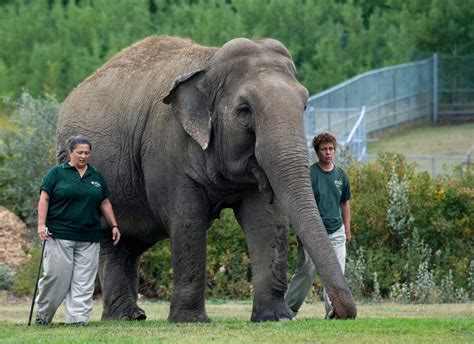 Edmonton zoo says Lucy the elephant too sick to be moved to sanctuary