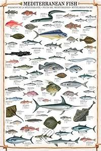 Educational Mediterranean Fish - Mittelmeer Fische Bildung …