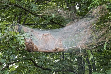 Eeek! Why Are Giant Spider Webs Covering My Trees?