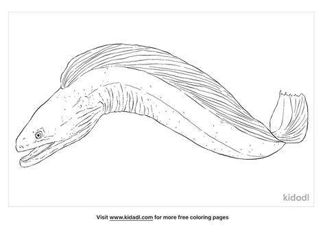 Eel Coloring Page