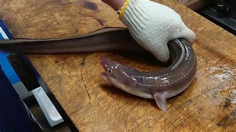 Eel in pussy. Things To Know About Eel in pussy. 