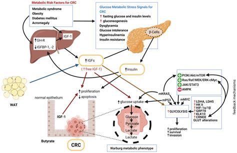 Effect of Insulin-Like Growth Factor-1 on - LWW