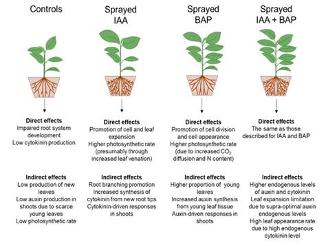 Effect of auxin, cytokinin and nitrogen on anthocyanin …