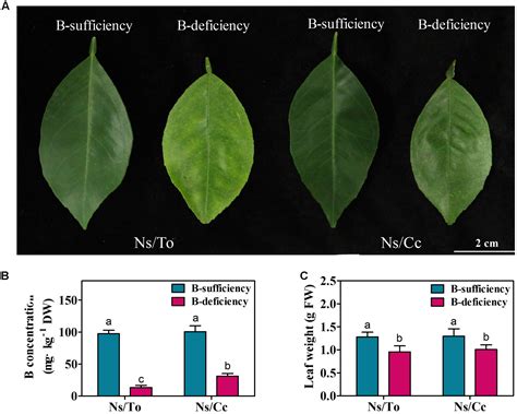 Effect of boron on the leaves etiolation and fruit fallen of Newhall ...