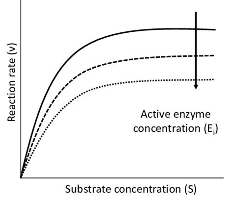 Effect of cold and hot enzyme deactivation on the structural and ...