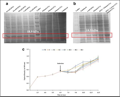 Effect of ethanol on induction of rhGCSF expression. a SDSPAGE