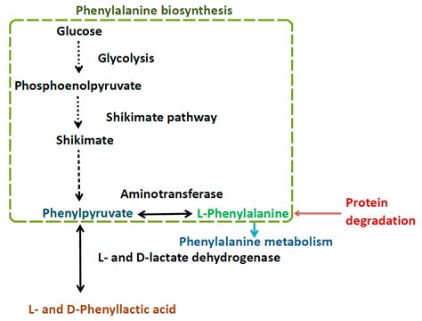 Effect of lactic acid bacteria on phenyllactic acid