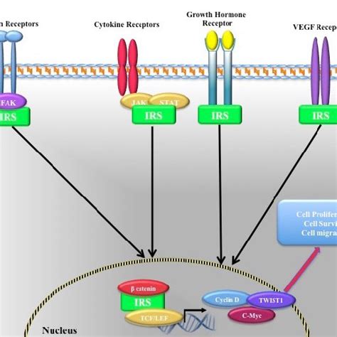 Effect of modulating IRS-1 PH domain interacting protein …